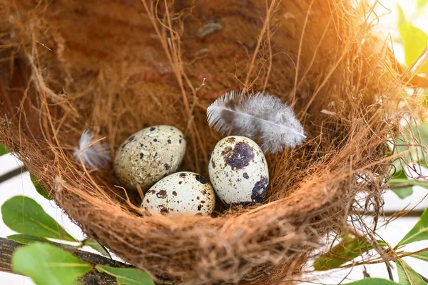 bird nest on tree branch with three eggs inside, bird eggs on birds nest and feather in summer forest