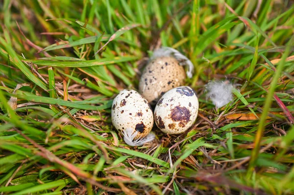 中に3個の卵が入った草原の鳥の巣夏の森の鳥の巣と羽の鳥の卵イースターコンセプト — ストック写真