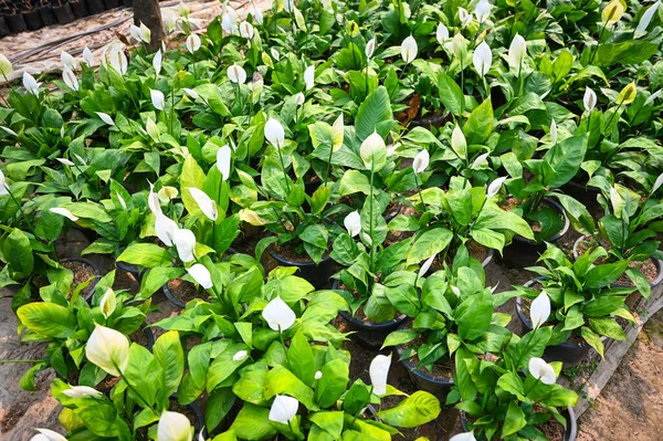 和平百合花苗袋在花园里种植 用于室内装饰植物菊花科植物 俗称和平百合花观赏植物 减少碳和毒物吸收树 — 图库照片