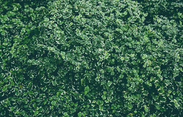 Φυτικό Τοίχο Πλούσια Πράσινα Χρώματα Ποικιλία Φυτικό Κήπο Δάσος Στους — Φωτογραφία Αρχείου