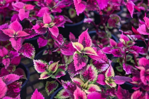 Renkli Bitki Duvarı Tencerede Güzel Bitki Coleus Birçok Çeşidi Kırmızı — Stok fotoğraf