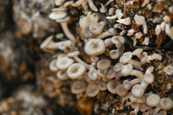 菌种上生长着新鲜蘑菇的蘑菇农场 香菇青霉 — 图库照片