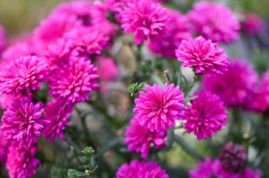 Bahçede çiçekler, bahçede mor pembe çiçekler Marguerite, Marguerite Michaelmas Daisy, Boston Daisy, Paris Daisy, Cobbity Daisy