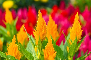 Çelozya plumosa ya da Pampas Plume Celosia çiçekleri bahçede çiçek açıyor. 