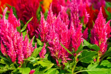 Çelosya plumosa veya Pampas Plume Celosia çiçekleri bahçede açan pembe çiçekler