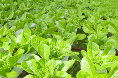 hydroponic vegetables from hydroponic farms fresh green cos lettuce growing in the garden, hydroponic plants on water without soil agriculture organic health food nature, Chlorophyll leaf crop bio