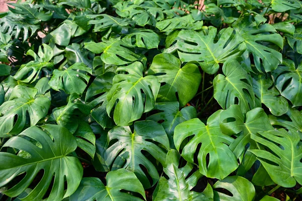 モンステラデルーサ葉テクスチャの背景 モンステラの葉の葉抽象的な緑のテクスチャ 自然背景 熱帯の葉抽象的な緑のテクスチャ 自然背景 熱帯の葉 トップビュー — ストック写真