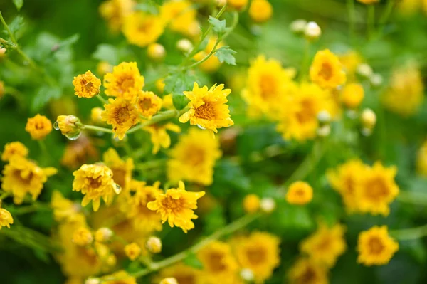 Kínai Krizantém Virág Virágzás Kertben Krizantém Bimbók Krizantém Virág Sárga — Stock Fotó
