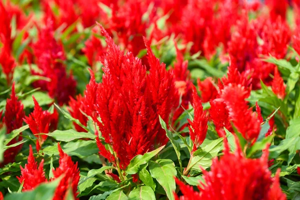 Selosia Plumosa Lub Pampas Plume Celozja Kwiaty Kwitnące Ogrodzie Czerwone — Zdjęcie stockowe