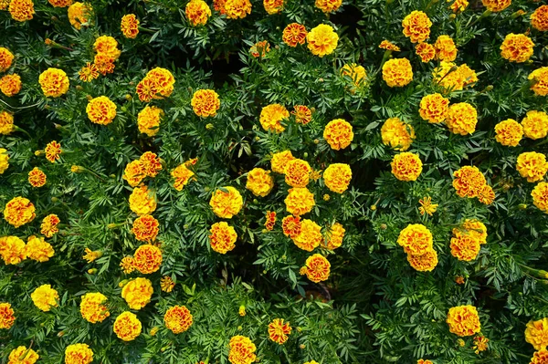 Цветок Мэриголд Цветок Цветок Сад Цветок Желтый Оранжевый Цветок Мэриголд — стоковое фото