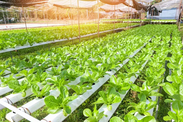 Гидропонные Овощи Гидропонных Ферм Свежие Зеленые Косы Салат Растет Саду — стоковое фото