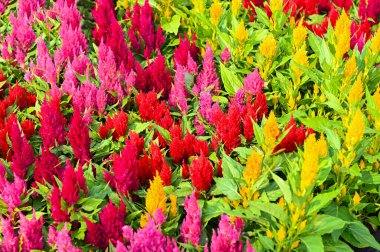Renkli selosya plumosa veya Pampas Plume Celosia çiçekleri Bahçede açan sarı çiçekler 