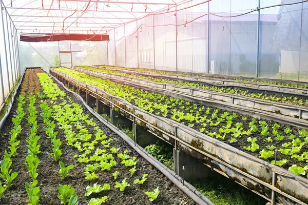 Plantaardige Landbouwgrond Groentetuin Biologisch Groen Omdat Sla Groente Tuinieren Met — Stockfoto