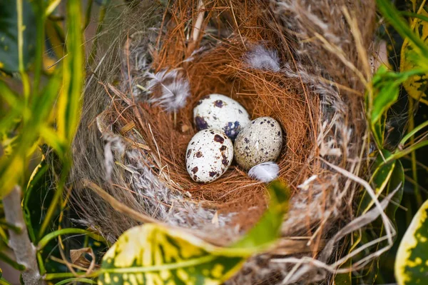 Vogelnest Auf Ast Mit Drei Eiern Innen Vogeleier Auf Vogelnest — Stockfoto