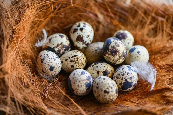 Kwarteleitjes Vogelnest Verse Kwarteleitjes Veren Houten Ondergrond Rauwe Eieren — Stockfoto