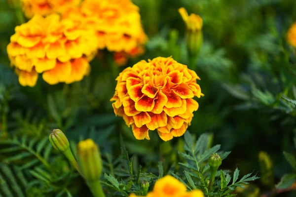 Fleur Souci Fleurir Sur Jardin Fleur Jaune Orange Fleurs Souci — Photo
