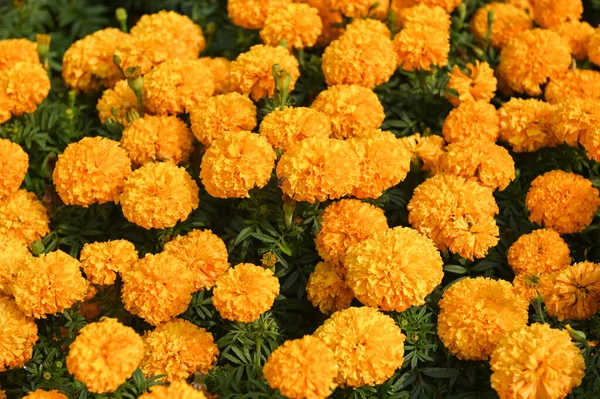 Goudsbloem Bloesem Tuin Bloem Geel Oranje Goudsbloem Bloemen Voor Tuin — Stockfoto