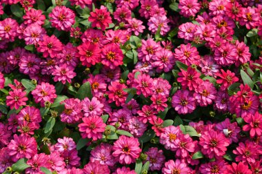 Bahçe çiçeklerinde açan renkli zinnia çiçekleri, Zinnia pembe ve beyaz çiçekleri, Zinnia angustifolia