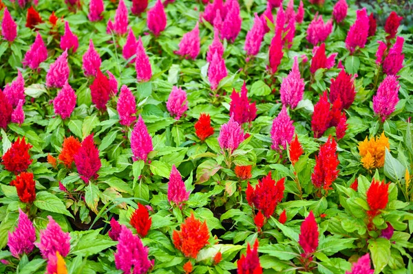 stock image colorful celosia plumosa or Pampas Plume Celosia flowers blooming in the garden yellow flowers 