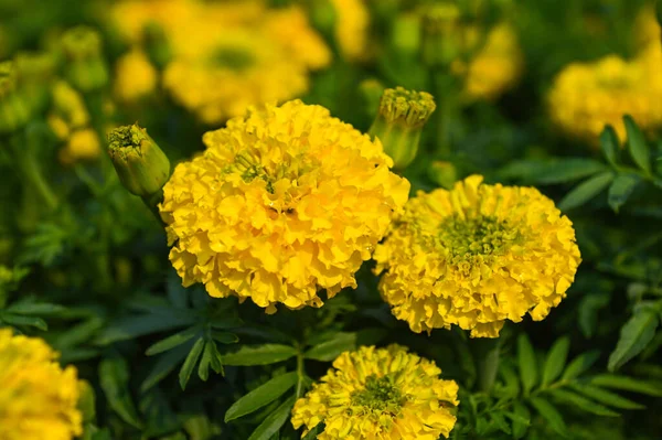 Flor Calêndula Jardim Flores Calêndula Amarelo Laranja Flor Para Decorar — Fotografia de Stock