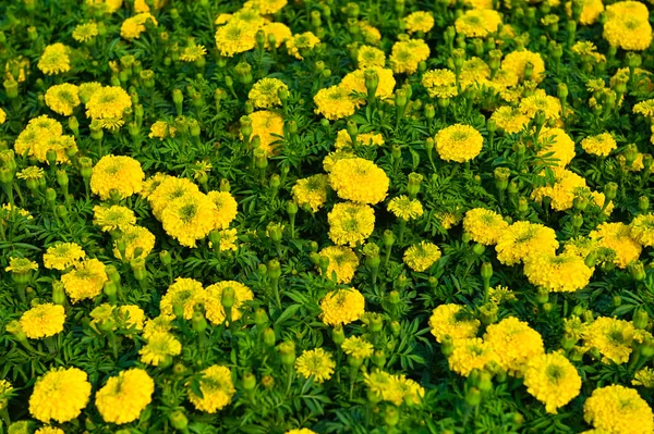 Ringelblumenblüte Garten Blume Gelb Und Orange Ringelblumenblüten Zur Gartendekoration — Stockfoto
