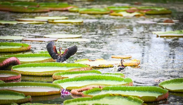 wild duck on big lotus leaf , lily lotus in the poud swamp at outdoor lotus field. green lotus leaf