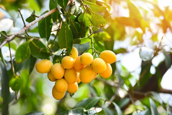 Mariaal Pruimenfruit Marien Pruimenboom Tuin Tropische Fruitboomgaard Naam Thailand Sweet — Stockfoto