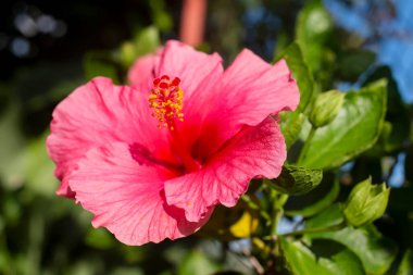 Güzel amber çiçeği Sabahları çiçek açıyor