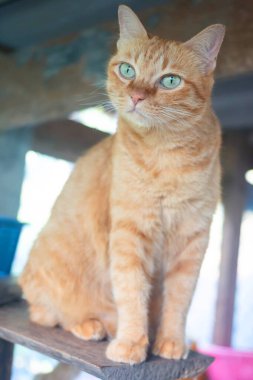 Güzel Tayland kedisi, Tekir kedisi ya da uskumru tekir Sapkın bir kişiliği var