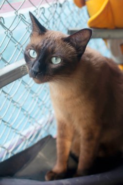 Güzel Tayland kedisi, Birmanya kedisi ile Siyam kedisi karışımıdır.