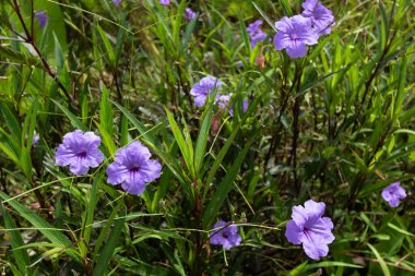 Ağaçtaki Ruellia Simplex çiçekleri Bu ağacın mor rengi ve yeşil yaprakları var