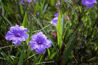 Ağaçtaki Ruellia Simplex çiçekleri Bu ağacın mor rengi ve yeşil yaprakları var