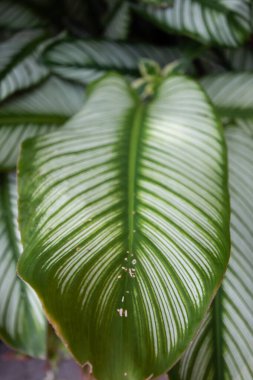Calathea görkemli ağacı. Bu ağaç, değişen yeşil ve beyaz renkleri olan süs bitkisidir.