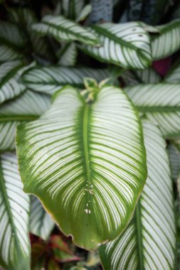 Calathea görkemli ağacı. Bu ağaç, değişen yeşil ve beyaz renkleri olan süs bitkisidir.