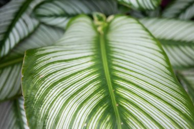 Calathea görkemli ağacı. Bu ağaç, değişen yeşil ve beyaz renkleri olan süs bitkisidir.