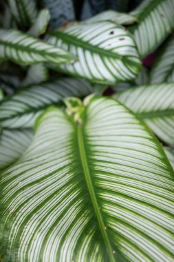 Calathea görkemli ağacı. Bu ağaç, değişen yeşil ve beyaz renkleri olan süs bitkisidir.