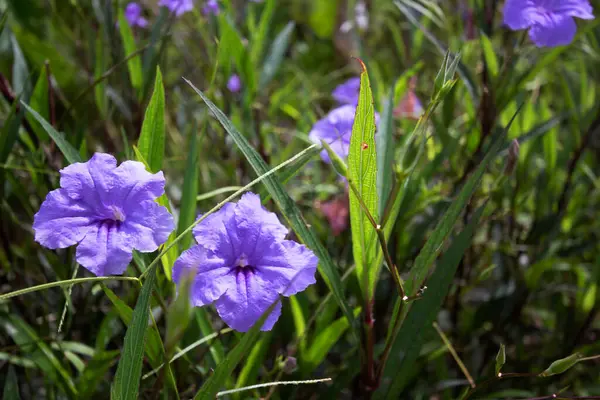 Ağaçtaki Ruellia Simplex çiçekleri Bu ağacın mor rengi ve yeşil yaprakları var