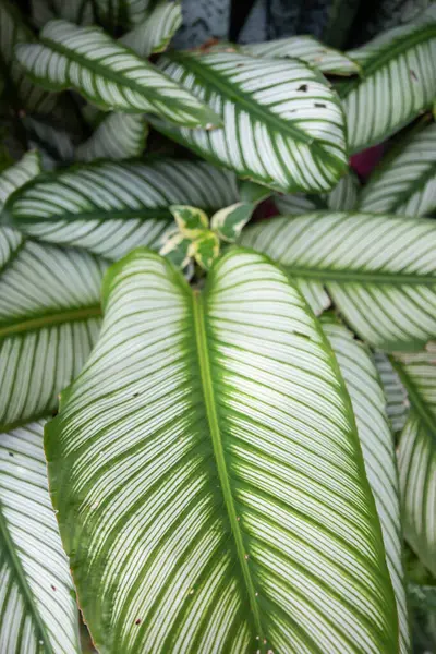 Calathea görkemli ağacı. Bu ağaç, değişen yeşil ve beyaz renkleri olan süs bitkisidir.