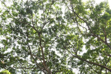 Yeşil yapraklı büyük yağmur ağacı gölge ve serin hava sağlar. 