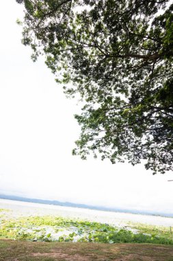 Yeşil yapraklı büyük yağmur ağacı gölge ve serin hava sağlar. 