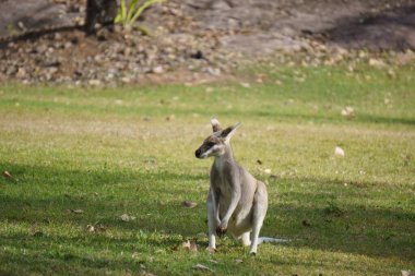 Wallabies eating green grass on the lawn. High quality photo clipart