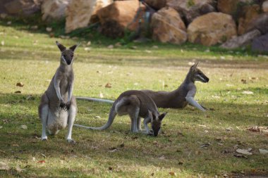 Wallabies eating green grass on the lawn. High quality photo clipart