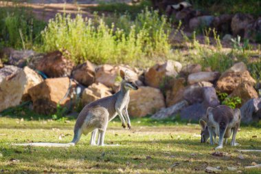 Çimlerde yeşil çimen yiyen vallabiler. Yüksek kalite fotoğraf