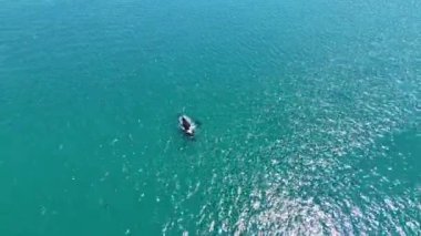 Drone Circles Balina ve Balina Yüzeyi. Yüksek kaliteli FullHD görüntüler. Queensland, Avustralya Townsville yakınlarında.. 