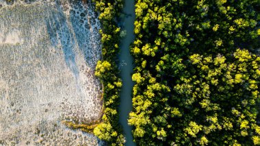 Çarpıcı bir hava manzarası derin ormanla yakındaki kıyı şeridi arasındaki canlı kontrastı güzel bir şekilde yakalar.
