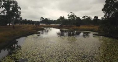 Bu güzel manzarada, etrafında nilüfer yaprakları olan sakin bir gölet çevreleyen canlı yeşilliklerle çevrilidir.