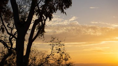 Townsville, Avustralya 'da altın saat boyunca sakız ağaçlarının silueti..