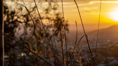 Townsville, Avustralya 'da altın saat boyunca sakız ağaçlarının silueti..