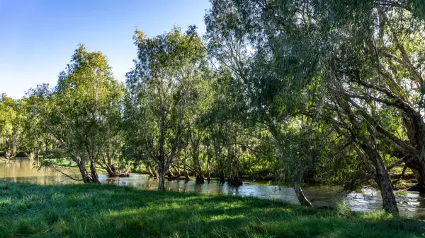 Bereketli, canlı yeşil ağaçların bulunduğu sakin ve sakin bir nehir manzarası suyu güzel yansıtıyor.