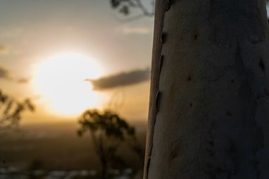 Ağaç gövdesinin detaylı bir yakın plan görüntüsü dokusu sergileniyor, çarpıcı bir günbatımı arka plan gökyüzünü güzel aydınlatıyor.
